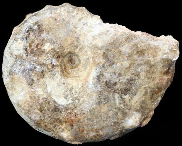 Bumpy Fossil Ammonite (Mammites) - Goulmima, Morocco #44634